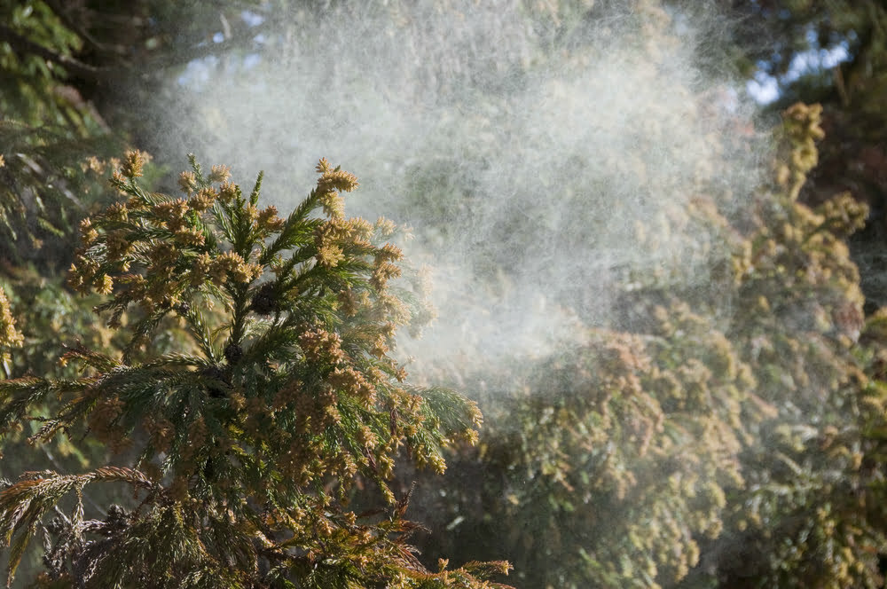 Atlanta tree pollen allergies